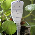 Momia Halloween express para niños